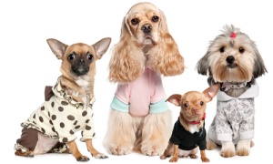 Dogs-in-Clothes-FB-Banner