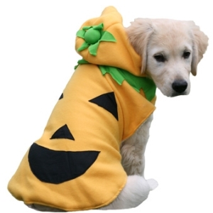 Dog Pumpkin Costume from Canine & Co
